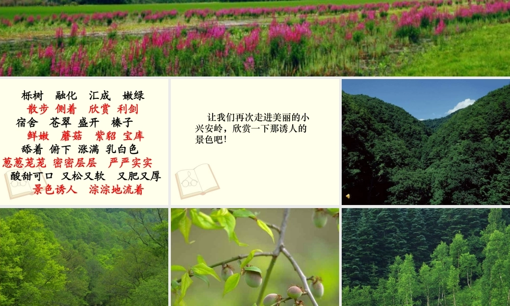 美丽的小兴安岭(公开课)