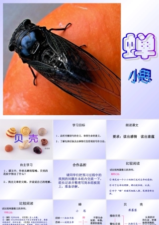 李丽《短文两篇·蝉·贝壳》