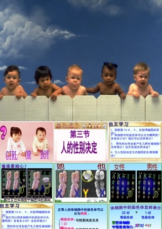 人的性别决定(1)