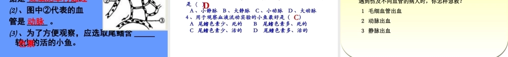 上课用孙凤霞第二节血流的管道-血管课件_