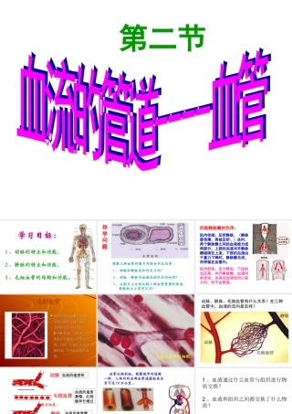 上课用孙凤霞第二节血流的管道-血管课件_