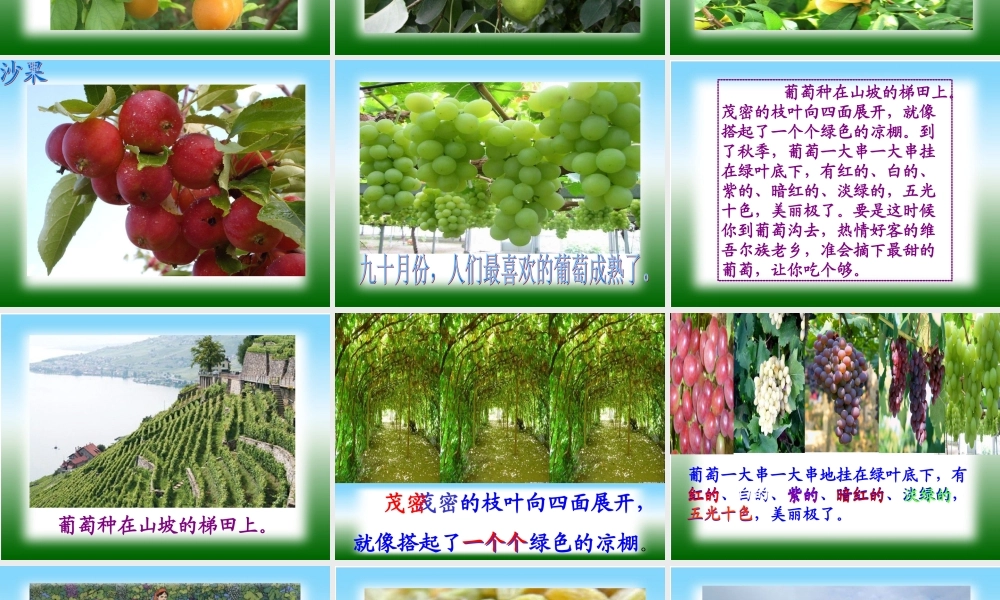 人教版小学二年级语文下册10葡萄沟课件