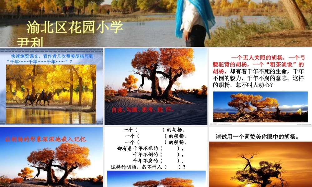 《胡杨赞》课件