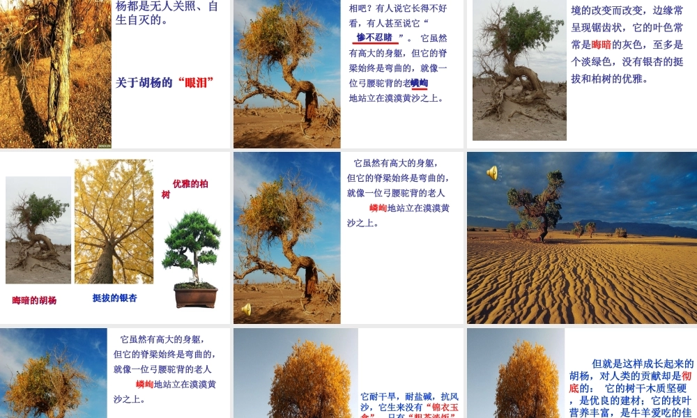 《胡杨赞》课件