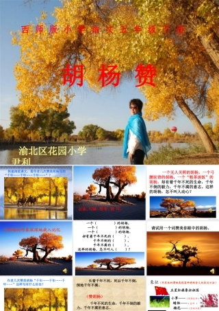 《胡杨赞》课件
