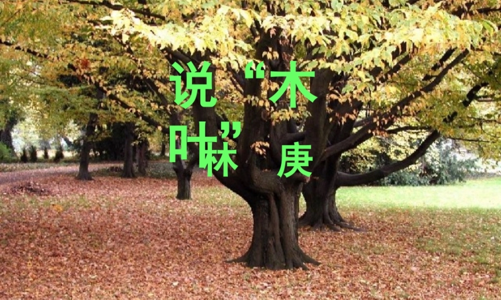 说“木叶” (2)
