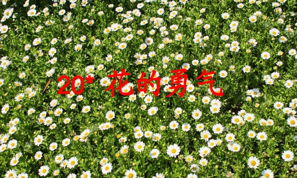 《花的勇气》教学课件