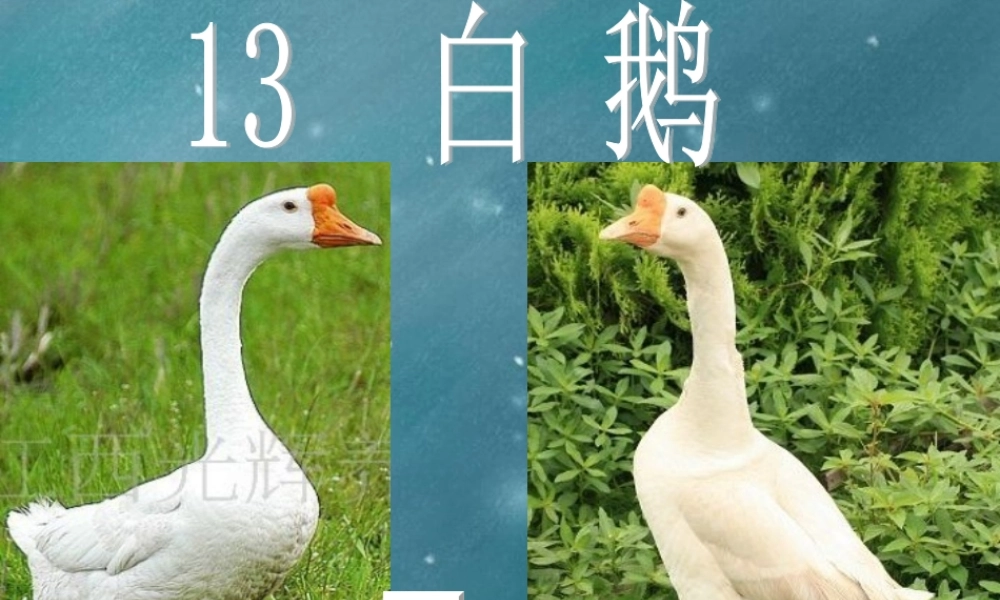 《白鹅》 (3)