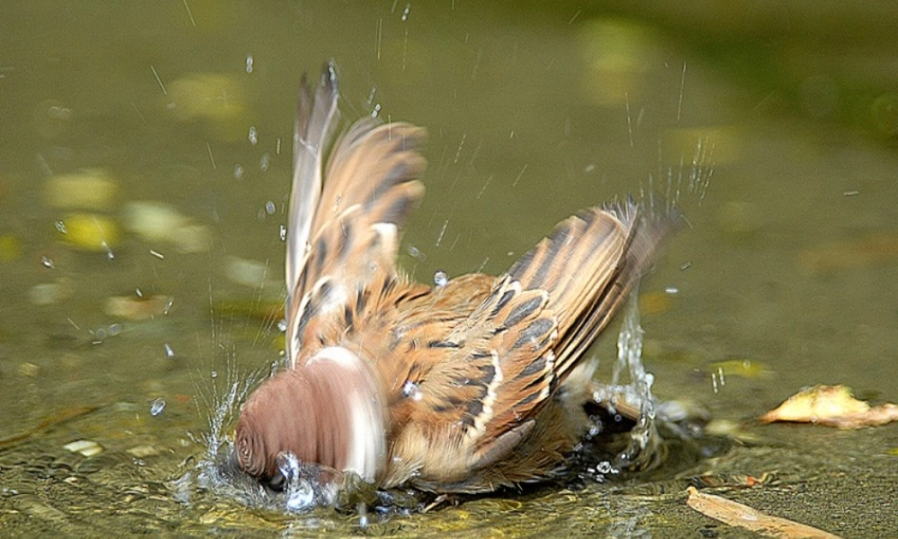 动物的个人卫生2