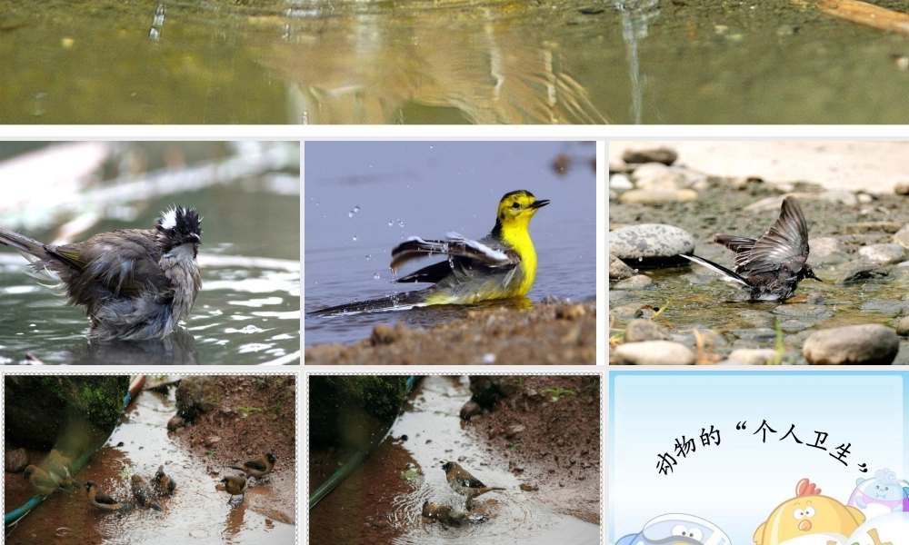 动物的个人卫生2