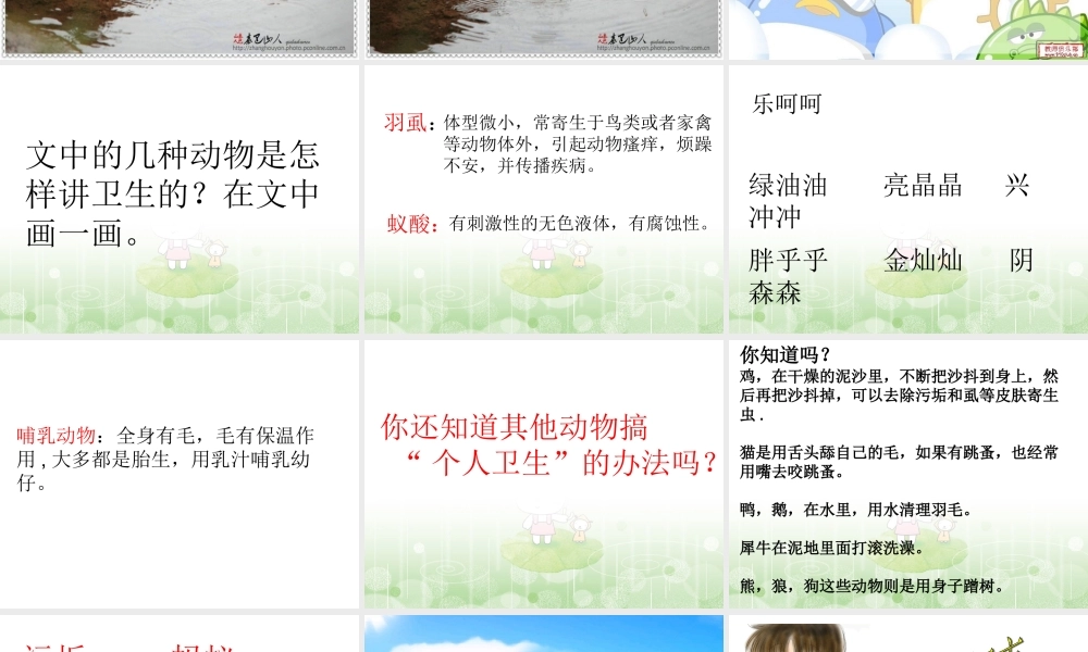 动物的个人卫生2