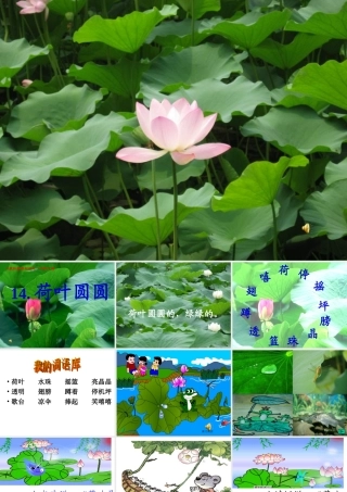 一语《荷叶圆圆》课件