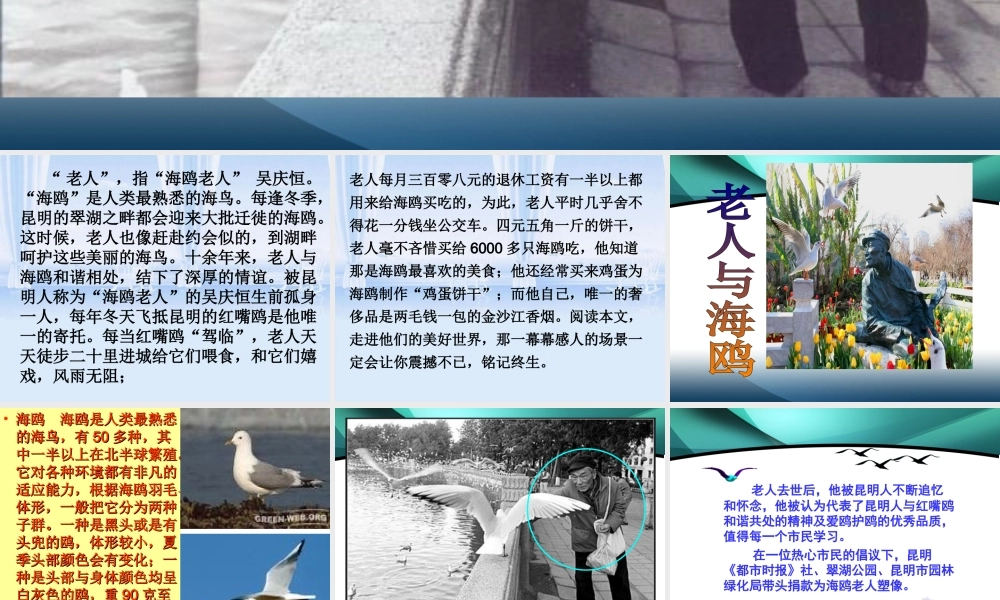 六年级语文上册《老人与海鸥》