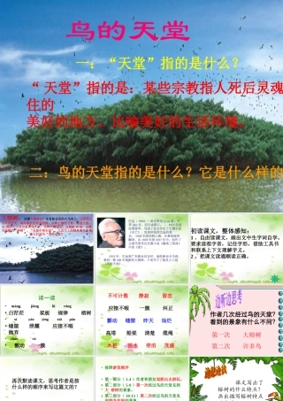 《鸟的天堂》课件 (3)