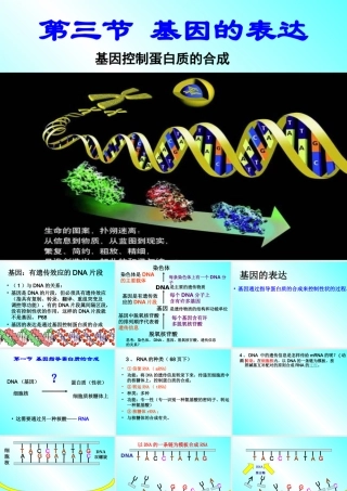 基因的表达、基因对性状的控制