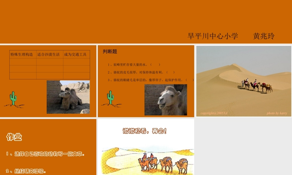 沙漠之舟（课件）