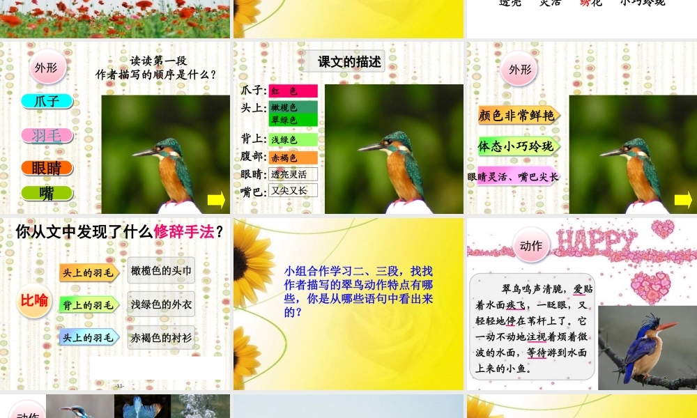 《翠鸟》课件 (3)