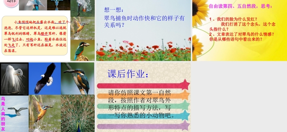 《翠鸟》课件 (3)