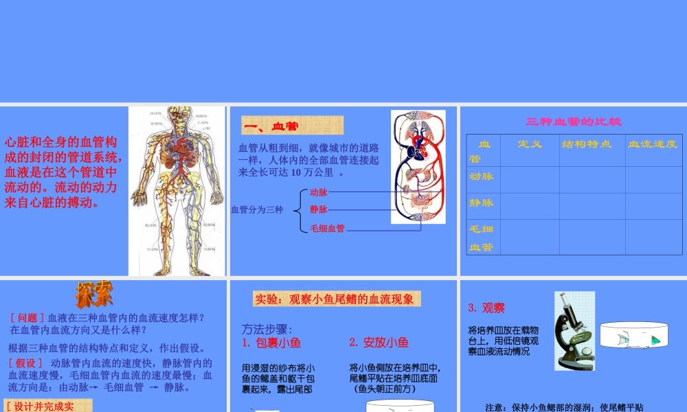 人教版七年级生物下册第四单元第四章第二节血流的管道——血管（共23张PPT）
