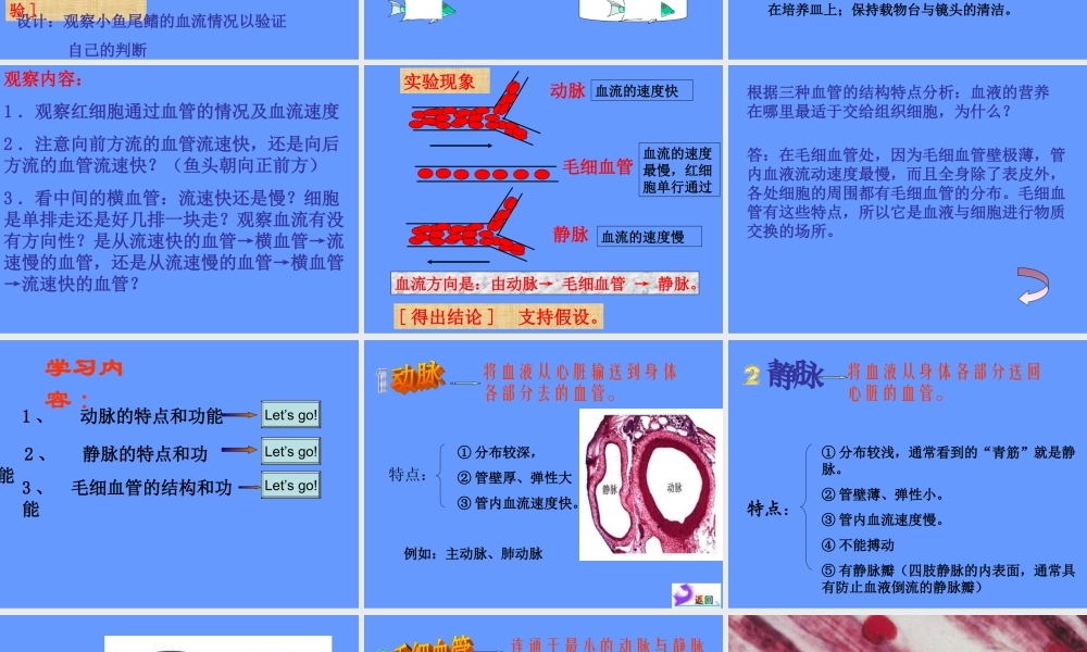 人教版七年级生物下册第四单元第四章第二节血流的管道——血管（共23张PPT）