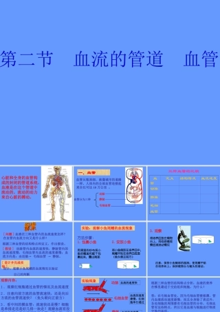 人教版七年级生物下册第四单元第四章第二节血流的管道——血管（共23张PPT）