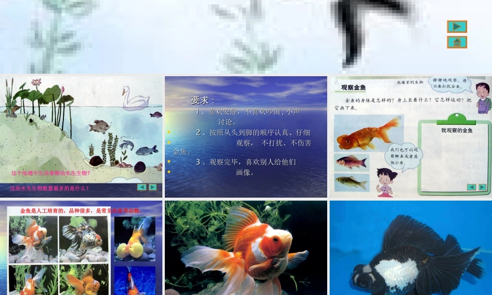 小学科学_三年级上册__金鱼