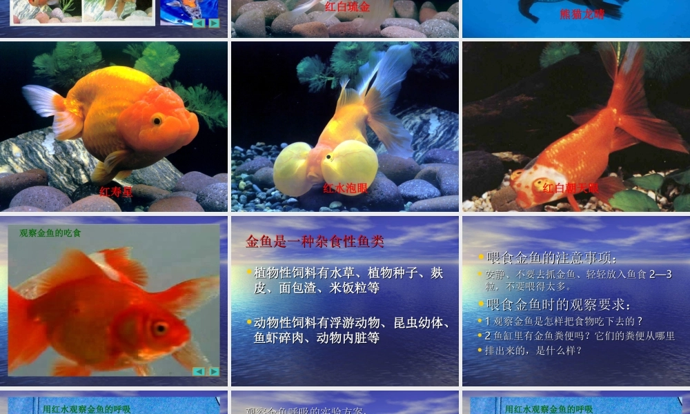 小学科学_三年级上册__金鱼