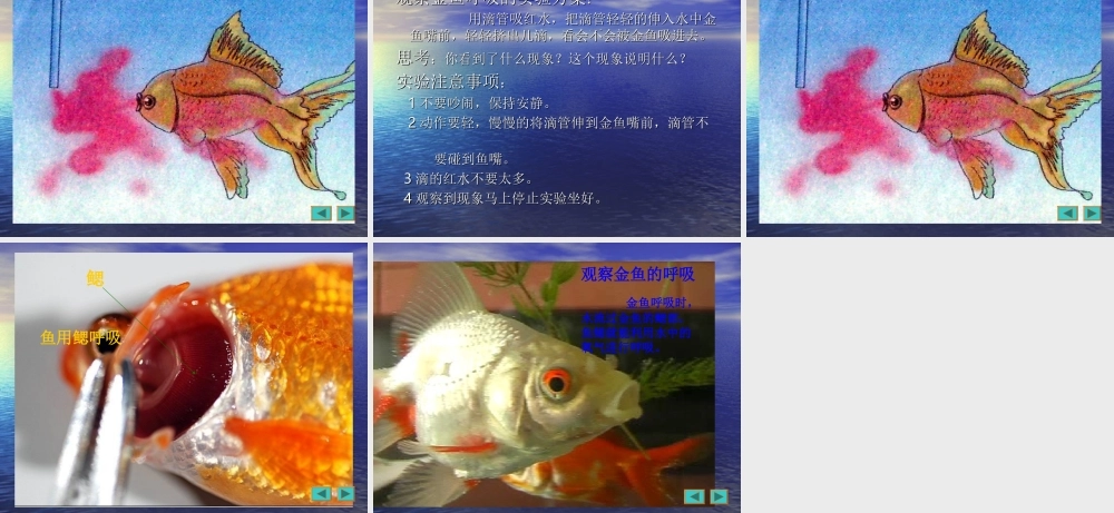 小学科学_三年级上册__金鱼