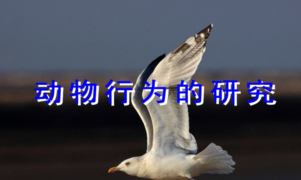 八生下研究动物行为的方法（课件）