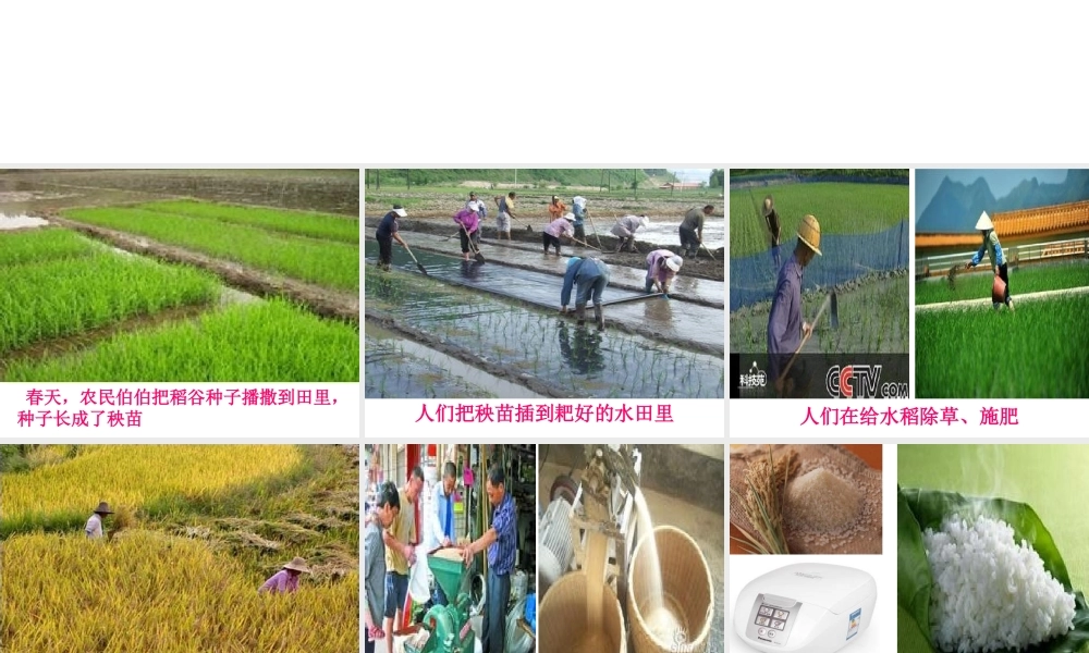 社会活动：白白的米饭哪里来