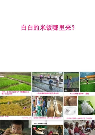 社会活动：白白的米饭哪里来