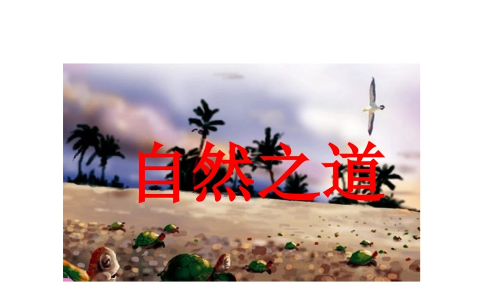 自然之道教学课件
