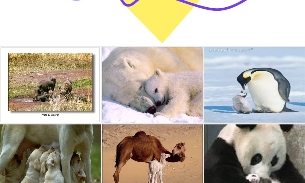 小乌鸦爱妈妈++张敏