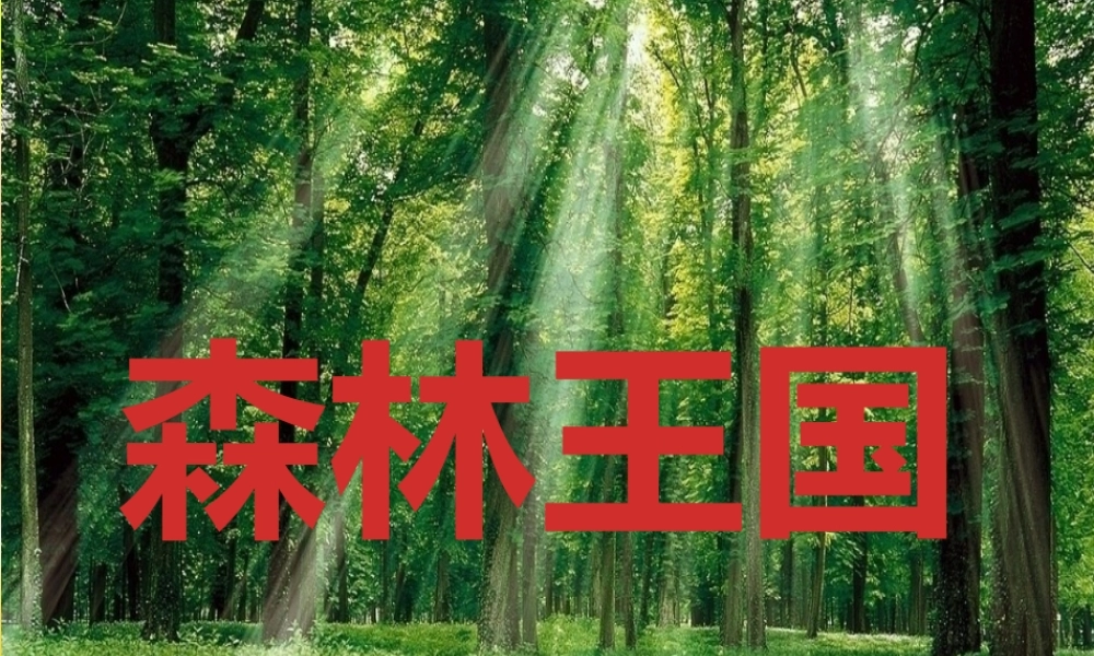 美术课件《森林王国》