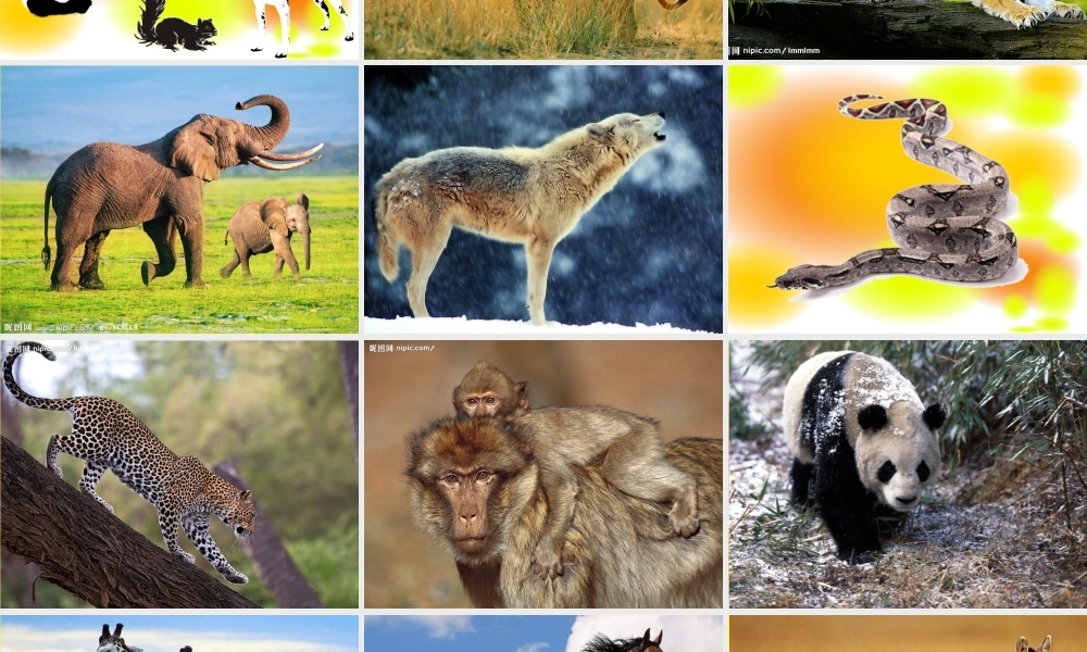 美术课件《森林王国》