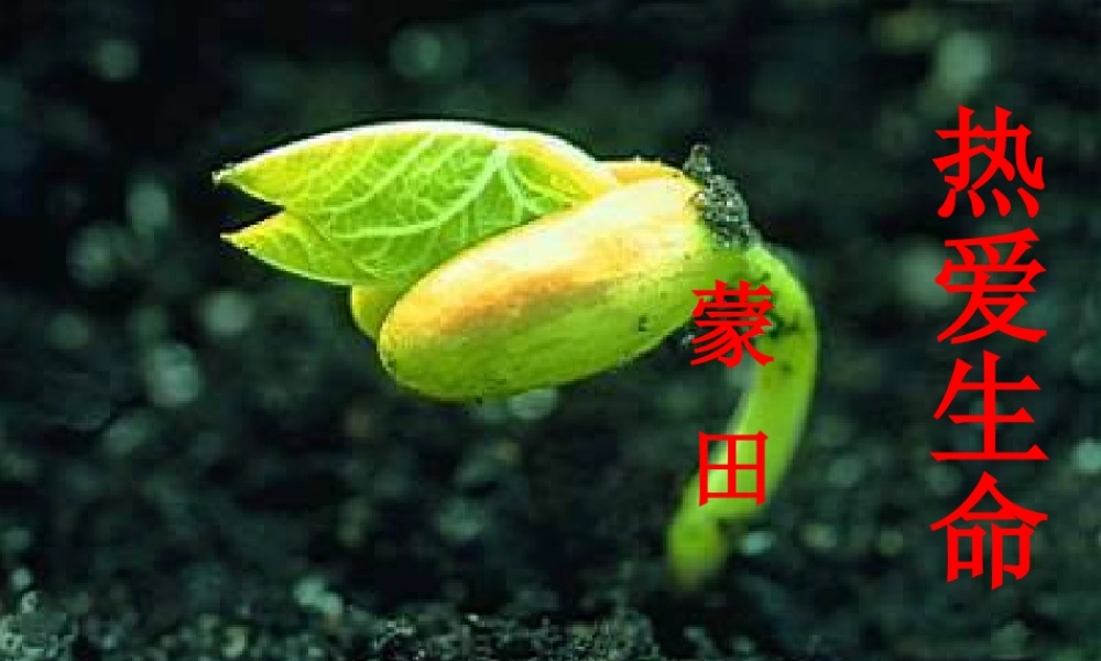 热爱生命 (3)