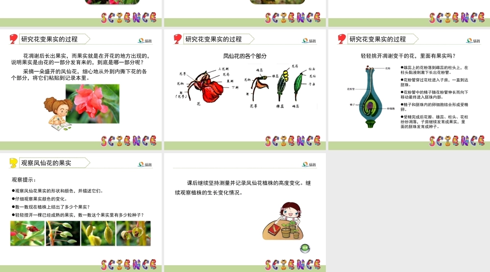 《开花了，结果了》教学课件