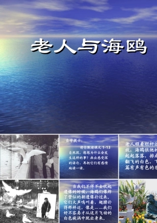 人教版六年级语文上册老人与海鸥课件