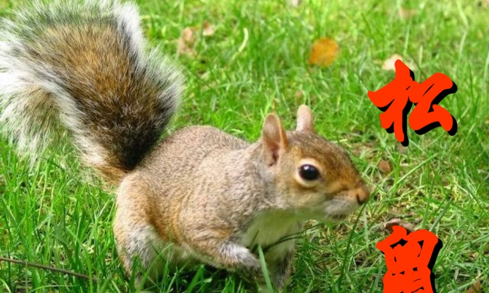 人教版五年级语文上册第三组《10松鼠》PPT课件