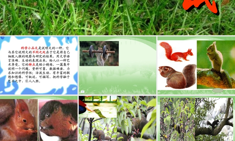 人教版五年级语文上册第三组《10松鼠》PPT课件