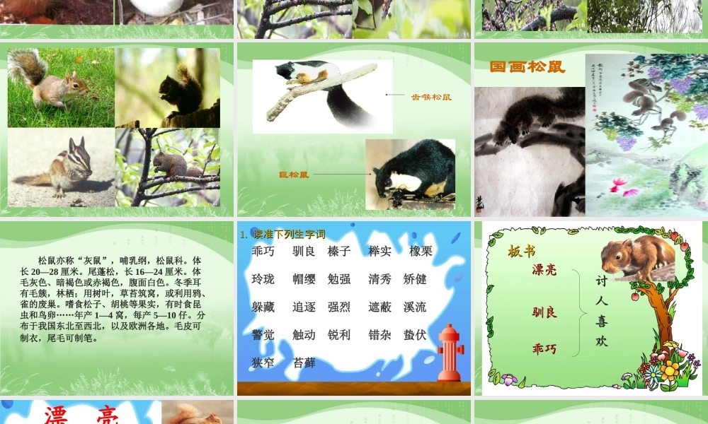 人教版五年级语文上册第三组《10松鼠》PPT课件