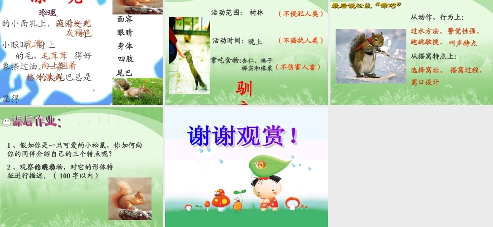 人教版五年级语文上册第三组《10松鼠》PPT课件