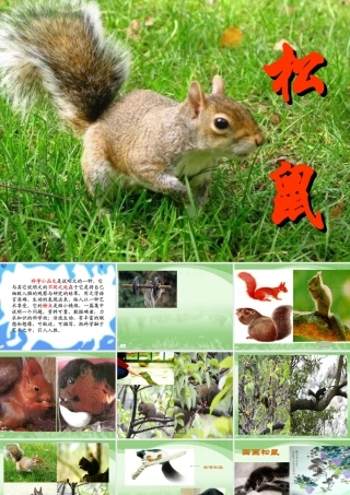 人教版五年级语文上册第三组《10松鼠》PPT课件