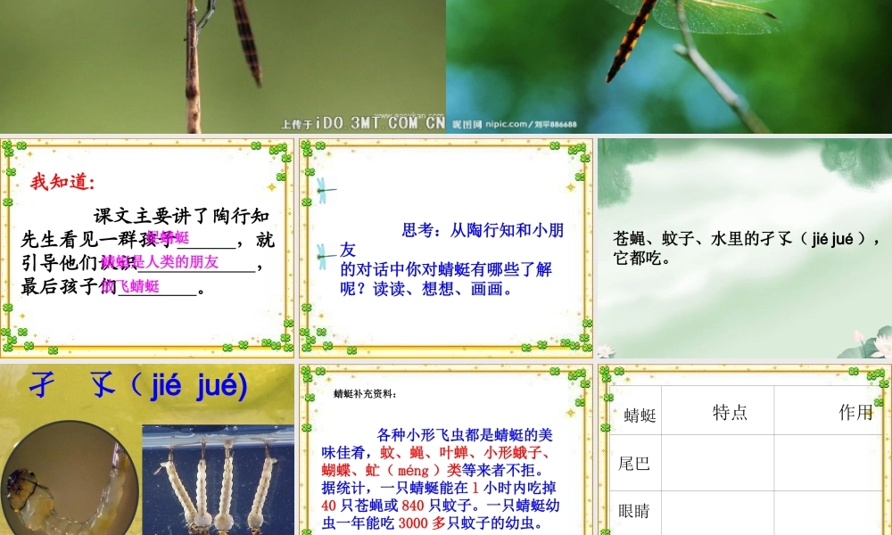 三年级下册《放飞蜻蜓》