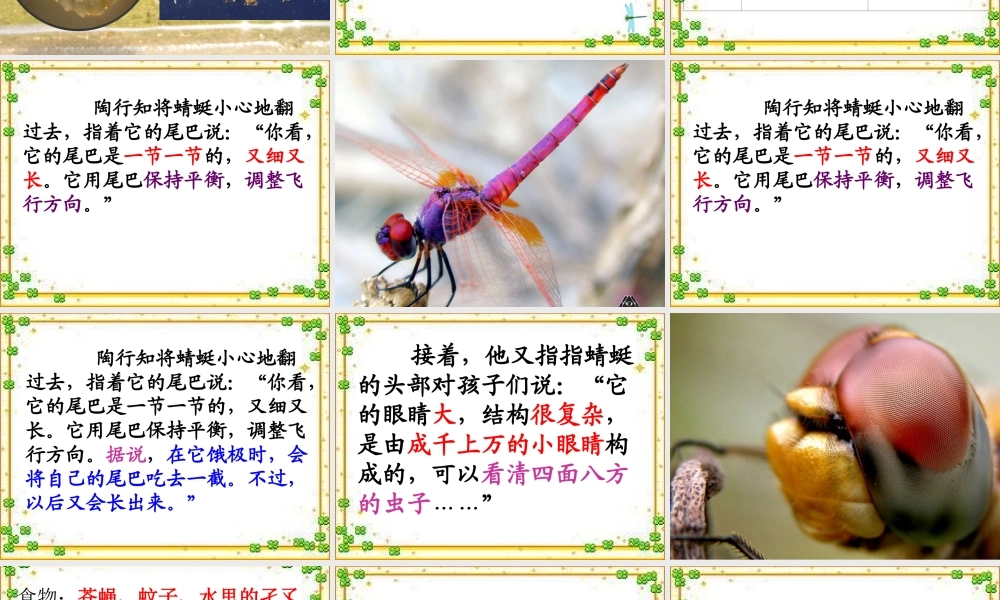 三年级下册《放飞蜻蜓》