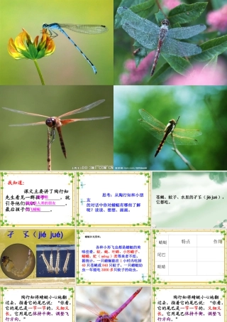 三年级下册《放飞蜻蜓》
