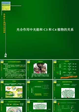 光合作用中光能和C3和C4植物的关系人教版