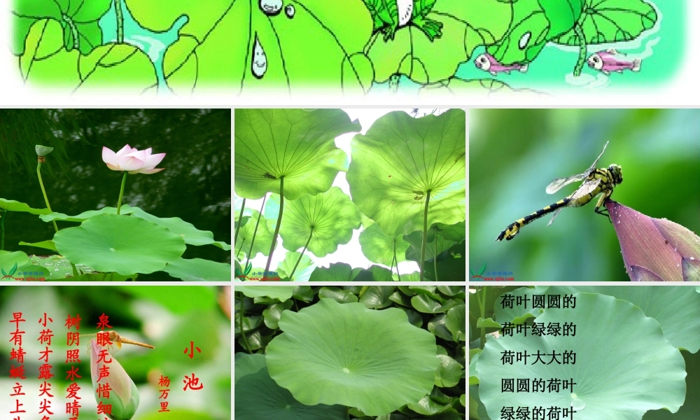 荷叶圆圆新课件