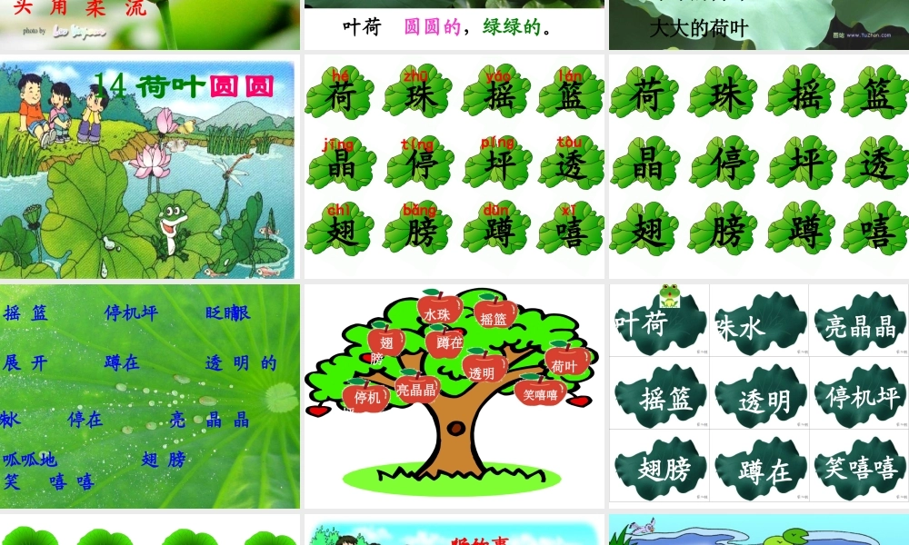 荷叶圆圆新课件