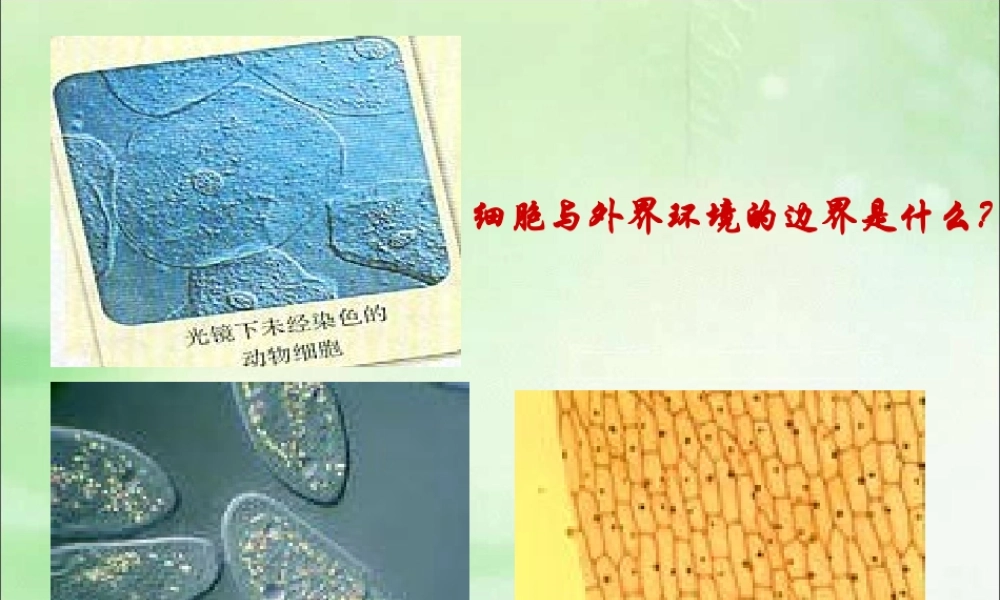 细胞膜-系统的边界